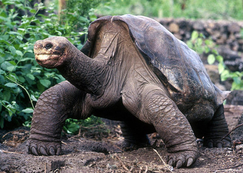 ecocides:Lonesome George, the last giant tortoise of his kind, dies - in picturesLonesome George, th