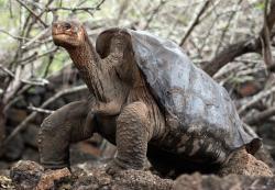 examinercom:  Lonesome George, the last tortise of his kind has died in the Galapagos Islands. George the Pinta Island tortise was over 100 years-old. Hopefully, George’s death will bring awareness to save other endagered species. (Credit: Thfire.com)