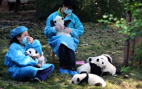 theanimalblog:  Vets show off the baby pandas at the Giant Panda Research Base in Chengdu, southwest