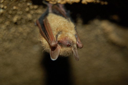 ontarionature:The little brown bats, as well as two other bat species found in Ontario, have been li