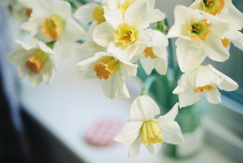 segretii:springtime daffodils (by susan xie)