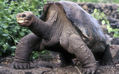inothernews:
“ Rest in peace, Lonesome George, the last surviving Pinta Island giant tortoise (Chelonoidis abingdoni), thought to be more than 100 years old.
(Photo: Reuters via The Telegraph)
”
