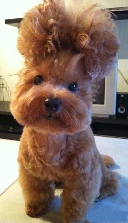 animalstalkinginallcaps:  WHILE I RESPECT YOUR DESIRE TO SIT AT HOME AND WATCH ALL SEVEN SEASONS OF BUFFY, AGAIN, FOR THE FOURTH TIME THIS YEAR, I REALLY WISH YOU’D COME TO THE BAR WITH ME AND MEET SOME HUNKY DUDES. 