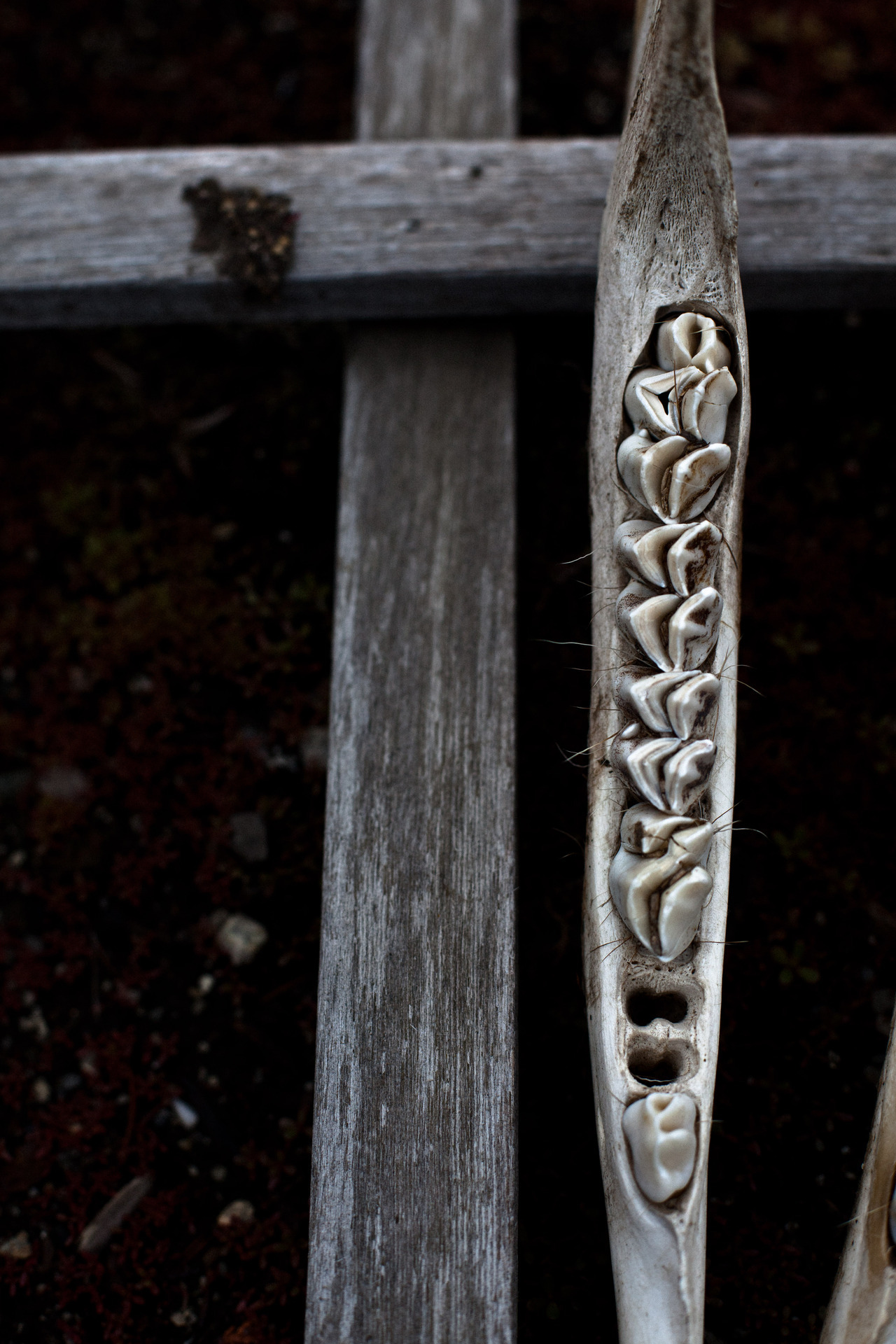 orientaldork:  [174/366] Bones. 