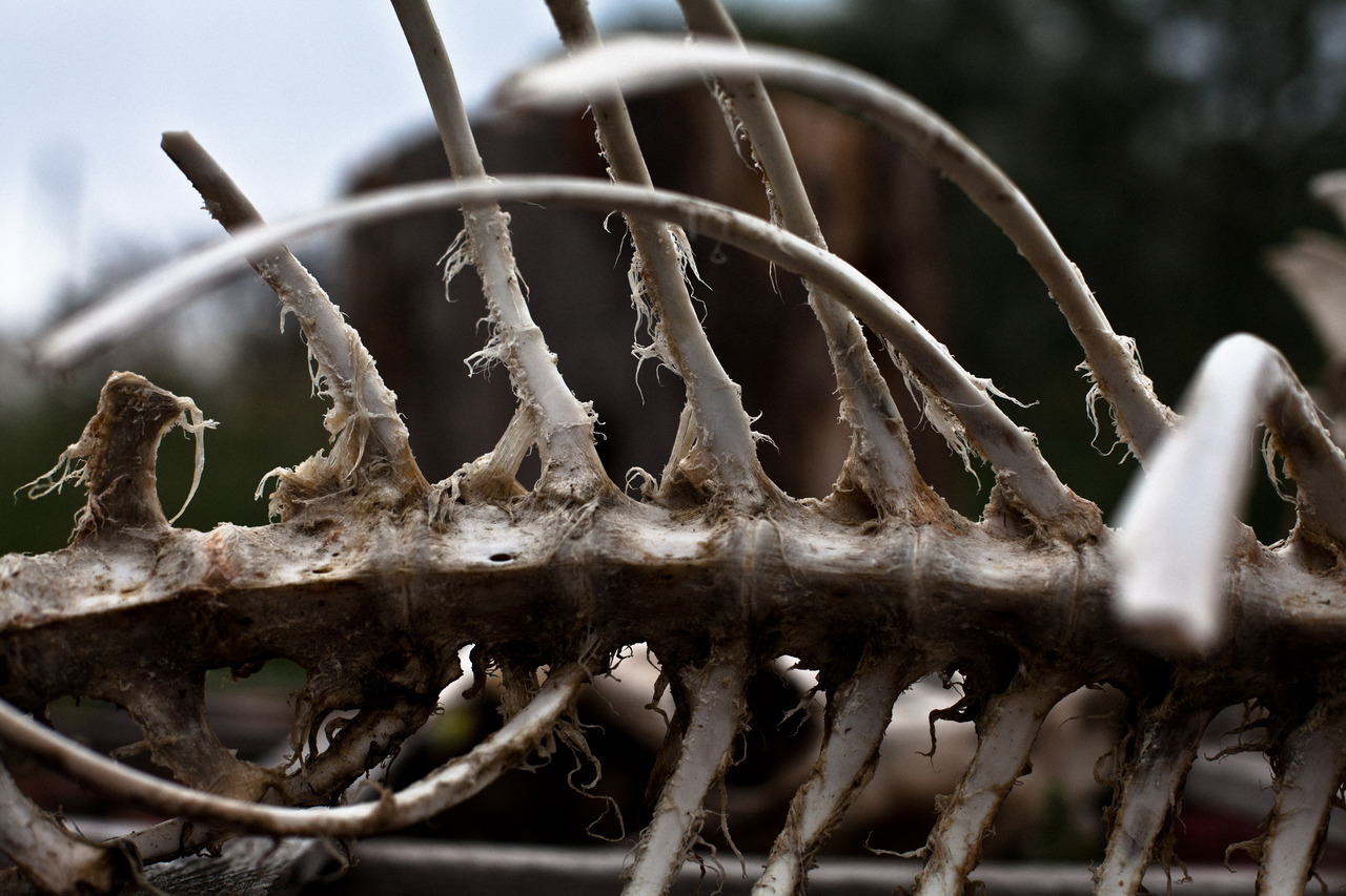 orientaldork:  [174/366] Bones. 