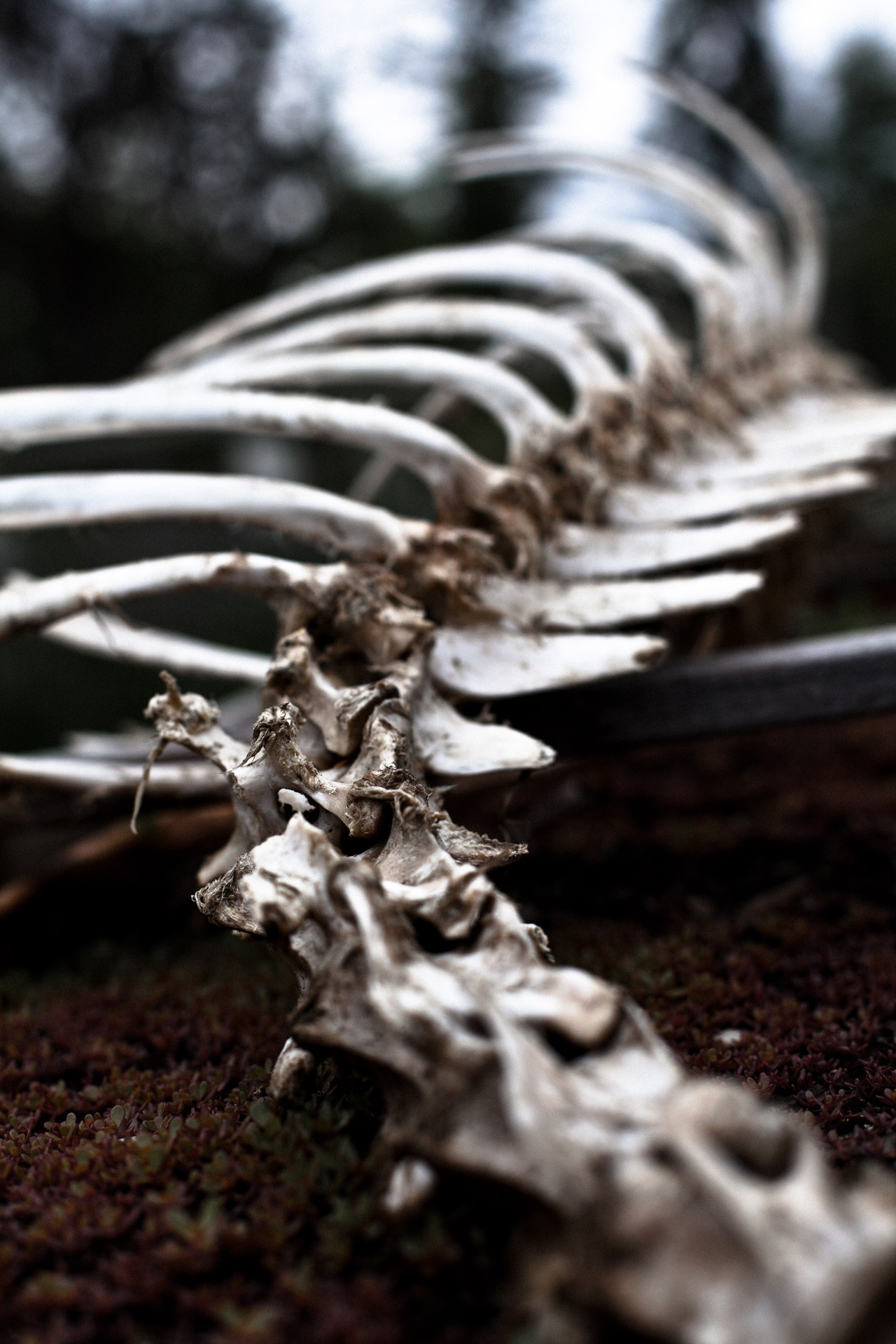orientaldork:  [174/366] Bones. 