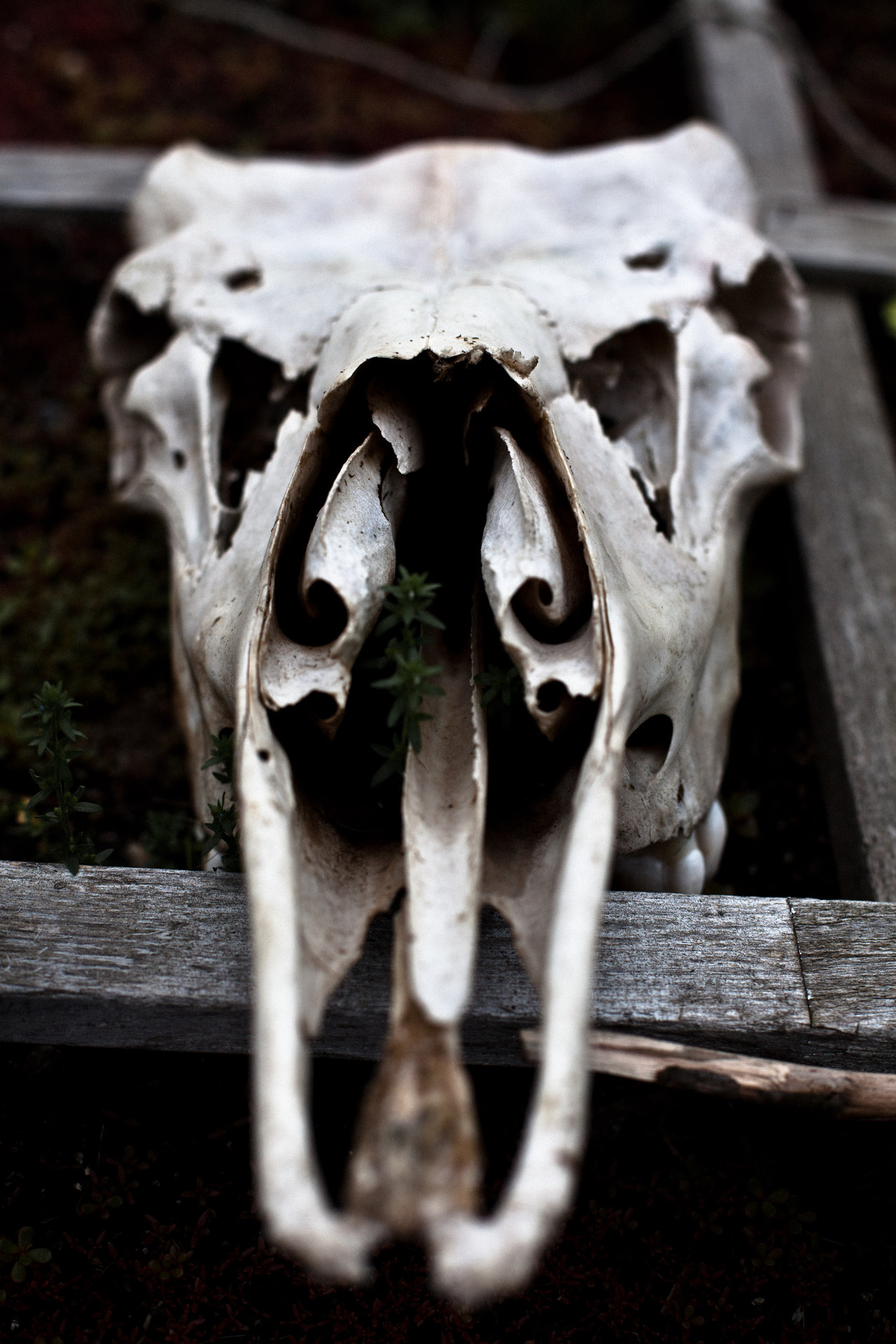 orientaldork:  [174/366] Bones. 
