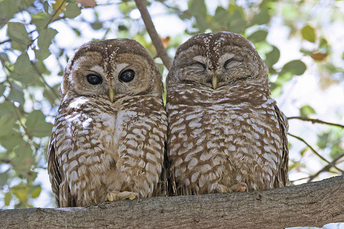 Sex kasi this is you & tony as owls OvO -v- pictures