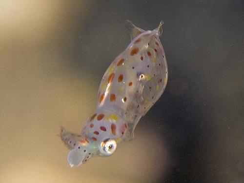 Juvenile European Squid, likely just hatched Loligo vulgaris