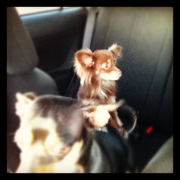 Copilot Coop&rsquo;s copilot, Cece.  (Taken with Instagram)