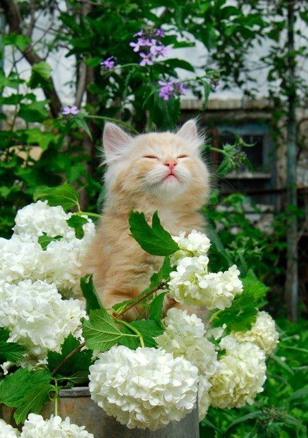cybergata:  Snow Ball Kitteh 