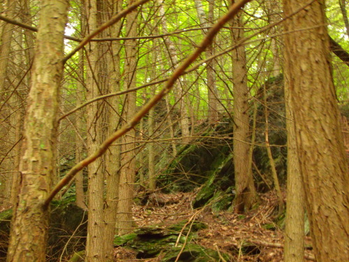 Hoffman&rsquo;s Rock Scramble This is what I love about geocaching. To be walking through the woods 