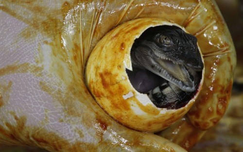 A worker shows off a newly-hatched baby crocodile at a crocodile farm in Pasay city, Manila. Picture: REUTERS/Romeo Ranoco