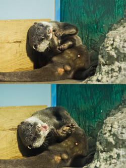 dailyotter:  Otter Pup Is a Little Silly Thanks, kashiwaya920!  baby otter eyes are ridiculous