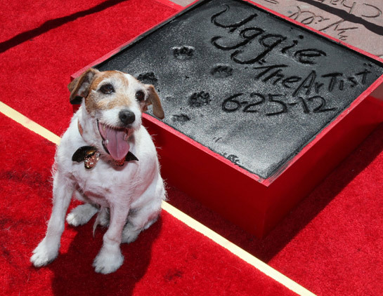 Uggie, the Jack Russell terrier who stole the show in silent sleeper hit The Artist, has become the first dog to have his paw prints immortalized outside Grauman’s Chinese theatre in Hollywood.
Photo via hellomagazine.com