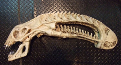 bluedogeyes:  Xenomorph Skull (via Predator