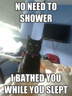 chaystar:  Overly Attached Cat 