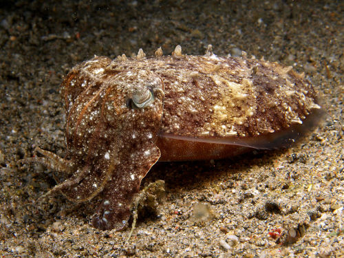 Broadclub Cuttlefish hypnotising its prey. Sepia latimanus