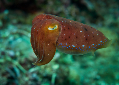 Baby Broadclub Sepia latimanus