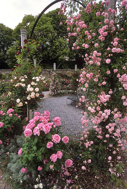 enchantedengland:gatestowonderland: Mottisfont Abbey Rose Garden, Hampshire, England | An aweso