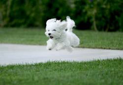 tltty:  DOGS LOOK SO CUTE WHEN THEY RUN JUST LOOK AT THIS LITTLE GEM 