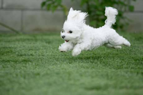 tltty:  DOGS LOOK SO CUTE WHEN THEY RUN JUST LOOK AT THIS LITTLE GEM 