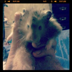 My Dexter :) (Taken with Instagram)