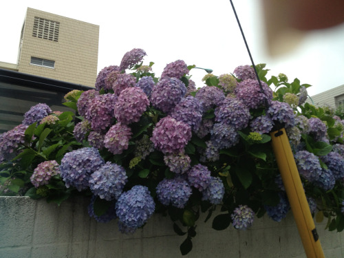 東京バプテスト教会の近くのきれいな花 2