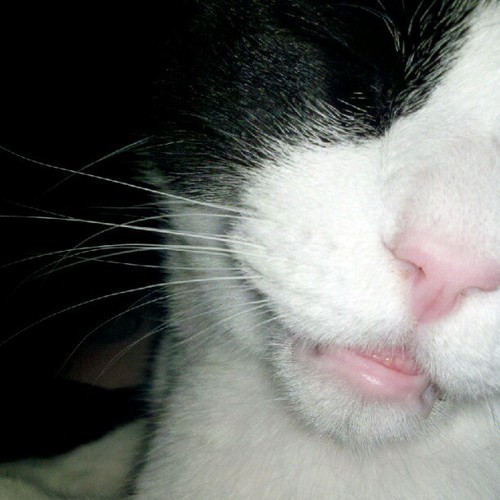 Cats. Where they do not belong.