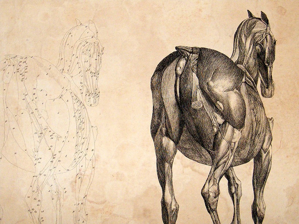 drawingdetail:  George Stubbs, Etching for Anatomy of the Horse, 1766. 52 x 41 cm.