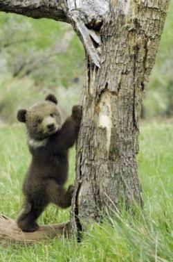 funnywildlife:  I am off to the tree top!!