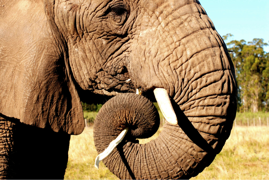 Afrique du sud On a pu toucher les éléphants du parc Knysna !!! Ce sont d'énorme bêtes mangeant quotidiennement 180 kg de nourriture. L'éléphant est un animal qui semble assez pépère, mais on n'a malgré tout pas vraiment envie de faire les malins. Un...