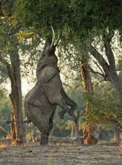 funnywildlife:  The Mana Pools UNESCO World Heritage site in Zimbabwe.African Elephant bulls raise themselves up on their hind legs to break off branches to feed from. by Morkel Erasmus 