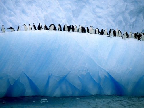 funkysafari:  A group of chinstrap penguins lines the edge of an iceberg adrift in Antarctic waters. Chinstraps are among the most abundant penguins, and some colonies live on floating icebergs. Photograph by Ralph Lee Hopkins