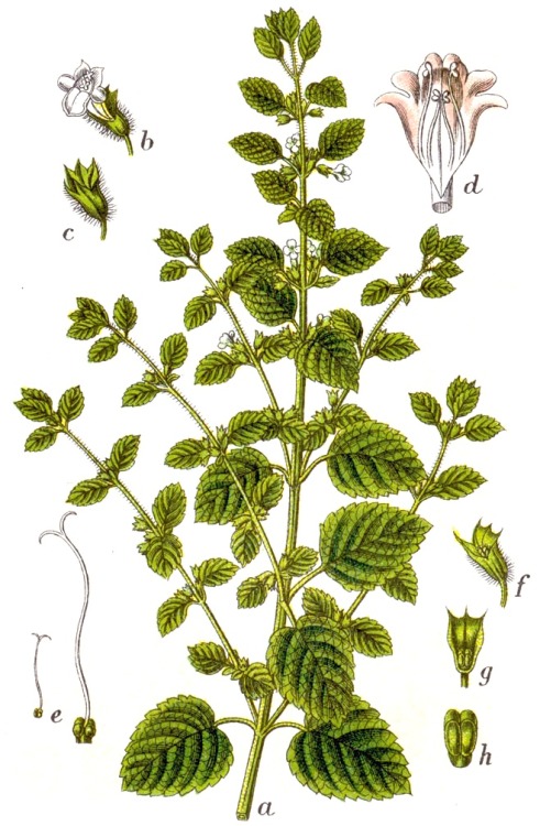 Melissa officinalis (Common name: Melissa, Lemon Balm)