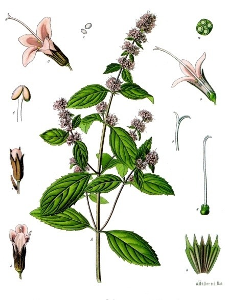Mentha piperita (Common name: Peppermint)