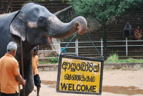 An Asian elephant, welcoming the crowd at a Sri Lankan zoo. Taken by A Hapa in Lanka.