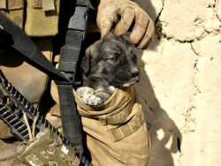 leathernecklove-blog-blog:  Marines on patrol through Nawa district in Ghazni province Afghanistan carry a small puppy in their drop pouch, they named the young dog “Chubbs” and took turns carrying him. The Marines continued to feed and care for Chubbs