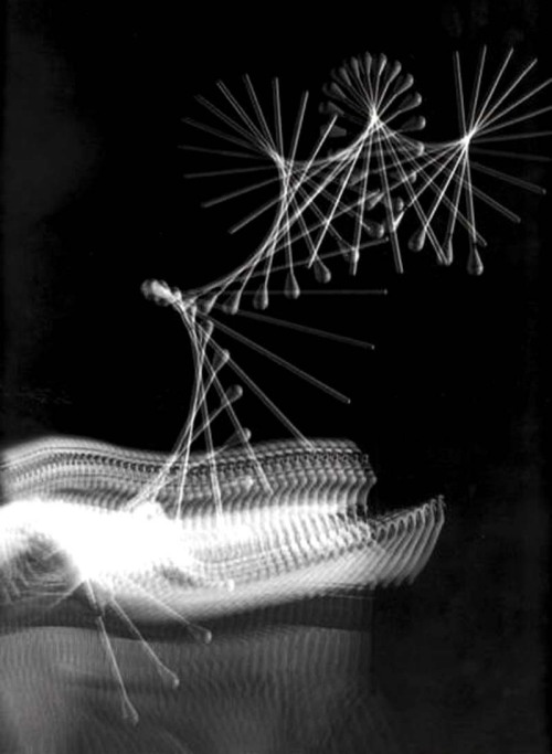 the-absolute-best-posts:  alecshao: Harold Edgerton- The Anatomy of Movement 1. Cat Jumping Over a Piano Bench, 1938 2. Gus Solomons, 1960 3. Indian Club Demonstration, 1965 4. Back Dive, 1954 5. The Tennis Player, 1938 6. Baton, 1953 7. The Golfer,