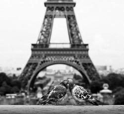 redjanet:  Paris Love.