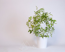 hifas: The behaviour of climbing plants is such that they live wildly, making them most suitable for the outdoors as it would be a bit of a challenge to tame their growth from within our home or office interiors. observing this, studio kg, who has