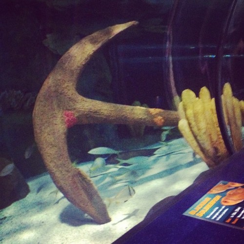 #anchor #like #follow  (Taken with Instagram)