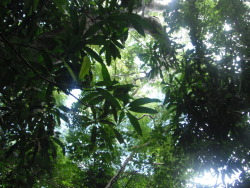 mango-turtles:  ❀☯Follow mango-turtles for more tropical posts☯❀