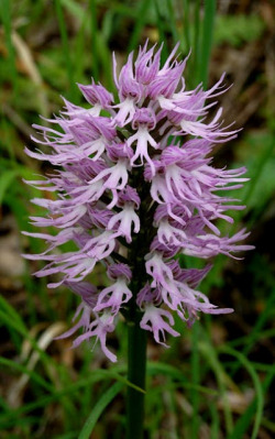 nicolesnoise:  Orchis italica 