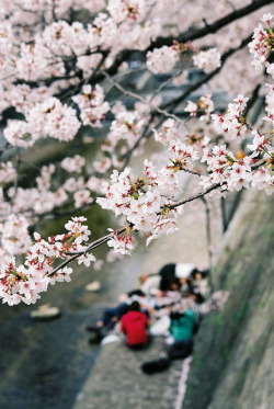 ileftmyheartintokyo:  さくら12 by invisibleA on Flickr. 