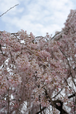 ileftmyheartintokyo:  SAKURA03 by invisibleA