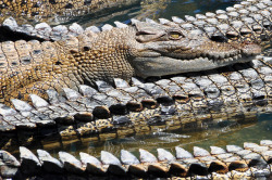 thepredatorblog:  Crocodiles (by Seanciar)