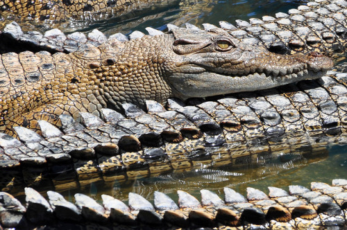 thepredatorblog:  Crocodiles (by Seanciar) 