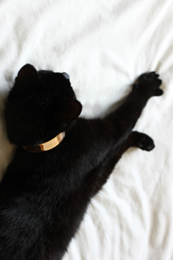 i-love-aesthetics:  Cuffed Kitty 