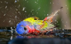theanimalblog:  A painted bunting has a splashing good time in a bird bath at Jekyll Island, Georgia.  Picture: Geoff Powell/Caters 